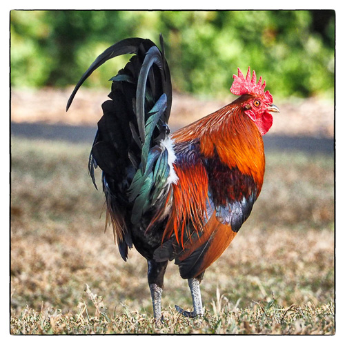 Rooster - This one has the best pipes.