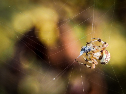 Mystery spider - wrapping up a tasty snack.