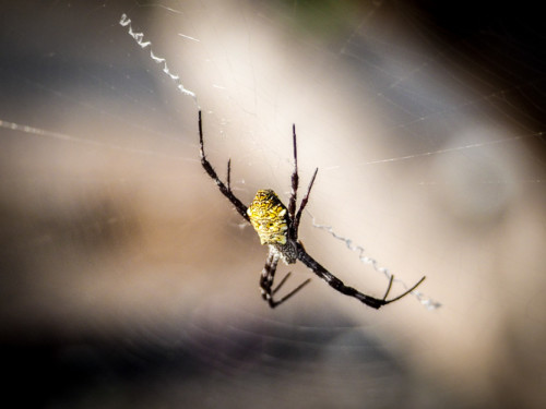Large "Hawaiian Garden Spider"
