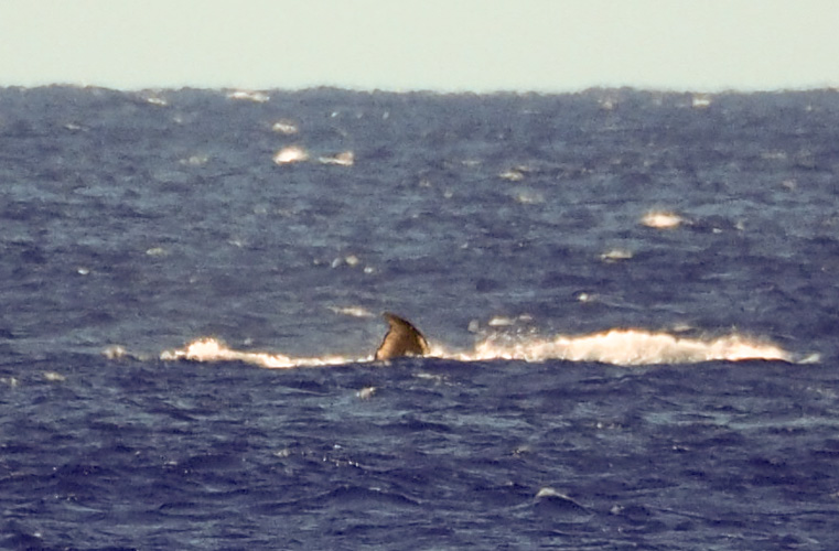 We had a grand whale sighting at Mahukona. I didn't put the long glass on the camera - because - I knew that would jinx whale watching for everyone.
