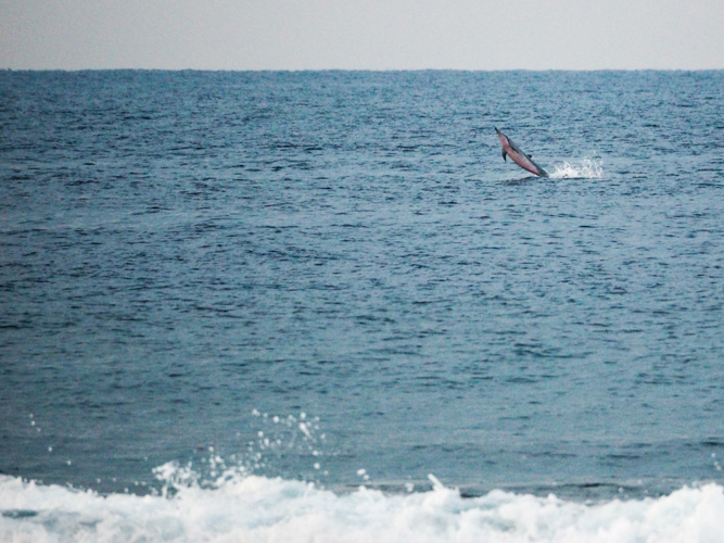 Dolphins were out having a great time early this morning. Too early for my long slow lens.