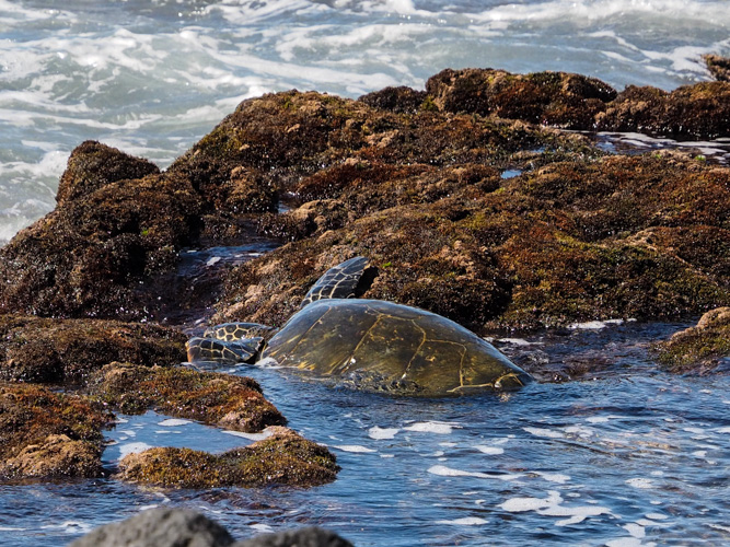 A little farther south - the turtle head out to sea.