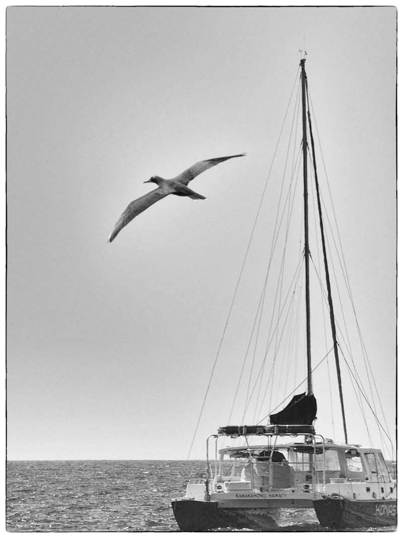 Brown Booby - Kailua Pier