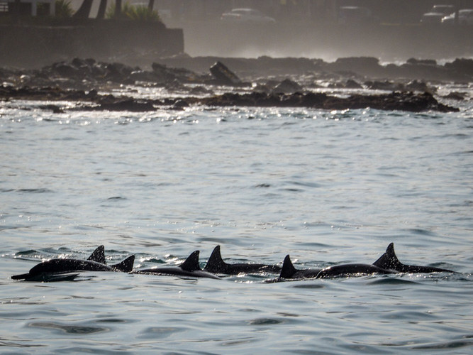 Bottlenose Dolphins