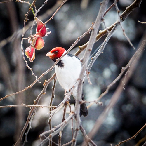 Yellow-billed cardinal