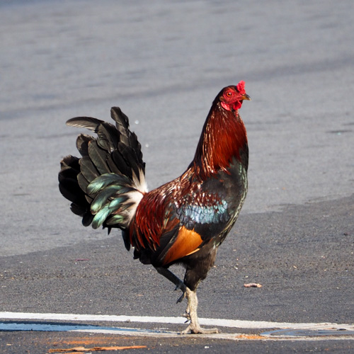 Costco Rooster