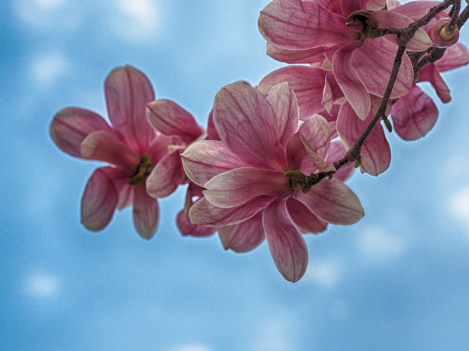 Spring at the asylum