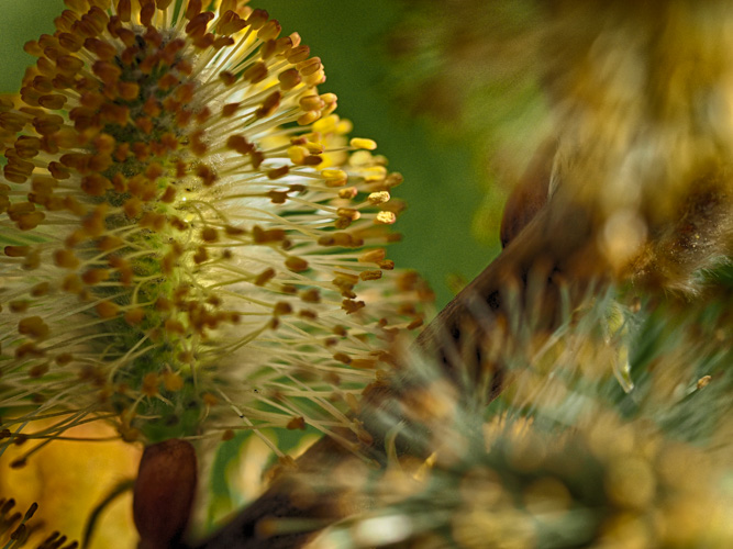 Pussy Willow
