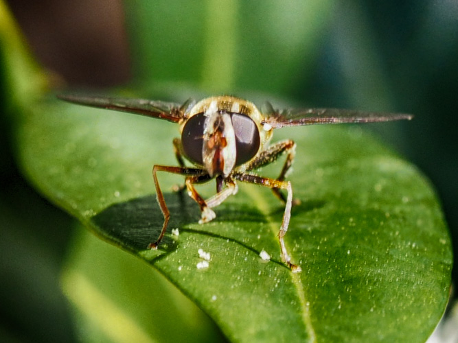tiny buzzy stingy creature