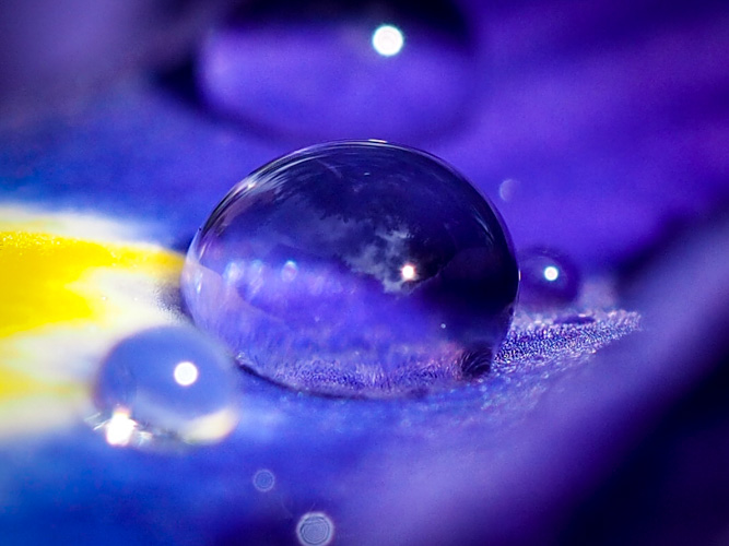 Purple Rain