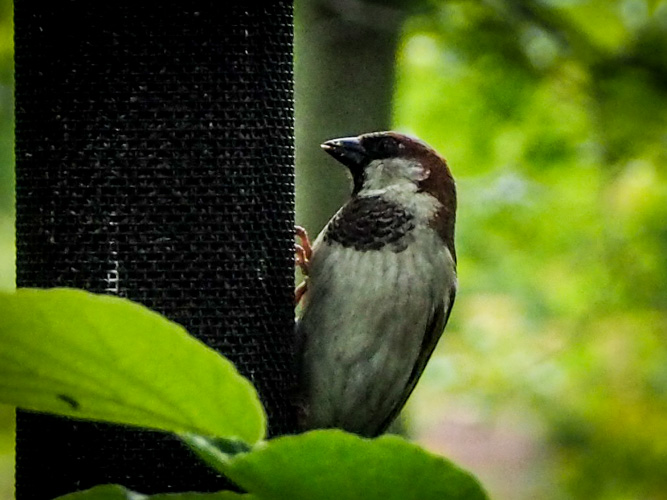 The Asylum birds eat very well - nothing but the best thistle and sunflower seeds.