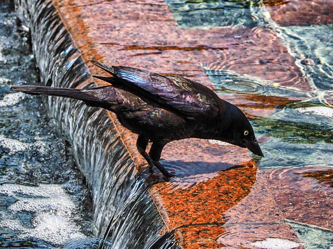 Common Grackle