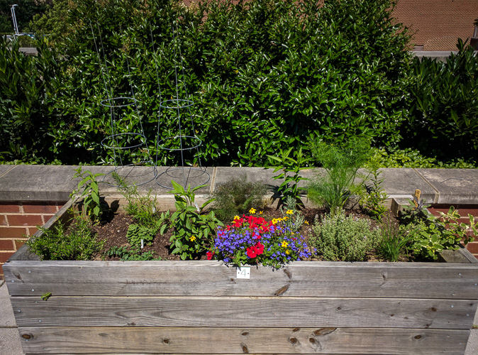 Garden - Week 4