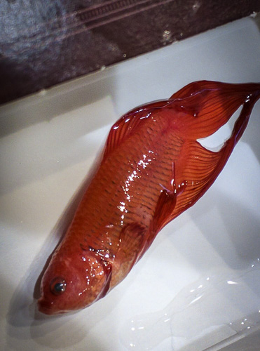 RIP, Pumpkin the Betta