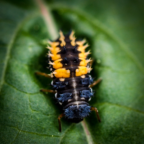 ladybug nymph - saturday