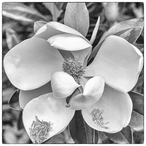 the ever popular magnolia