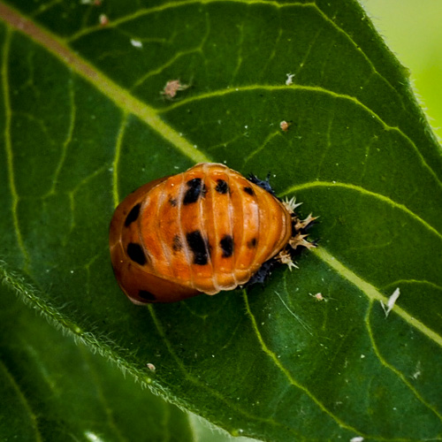 becoming a ladybug - monday