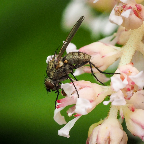 tiny fly-like critter