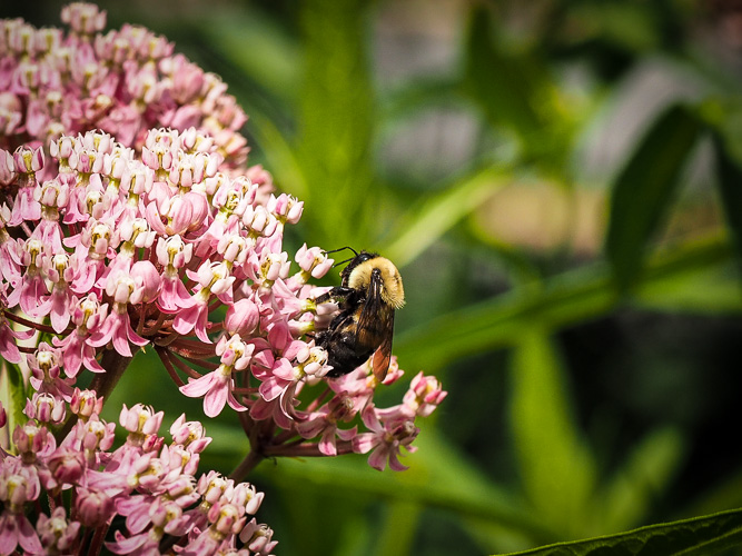 simple bee