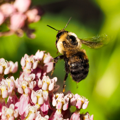 the daily bee