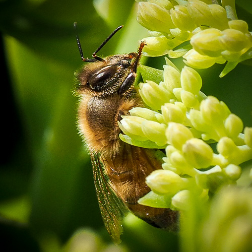 bee of the day
