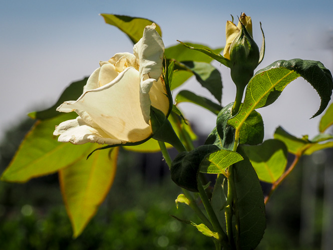 asylum rose