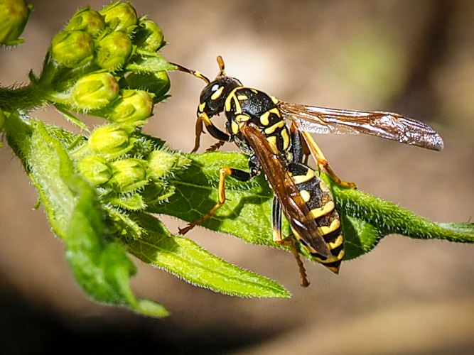 a rather ordinary wasp