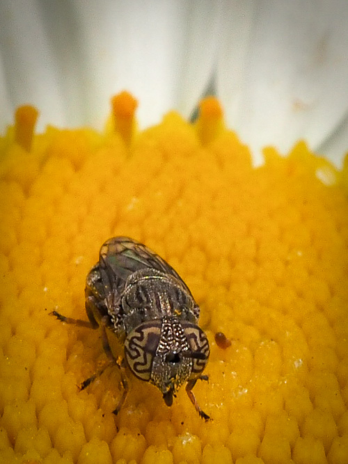an absolute jewel of a bug