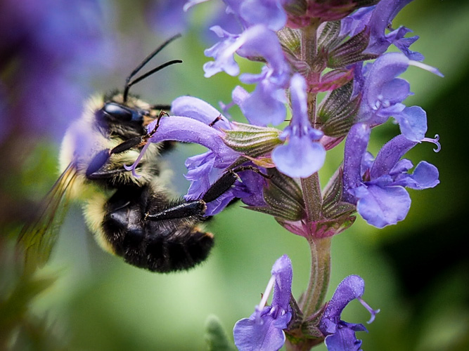 the daily bee
