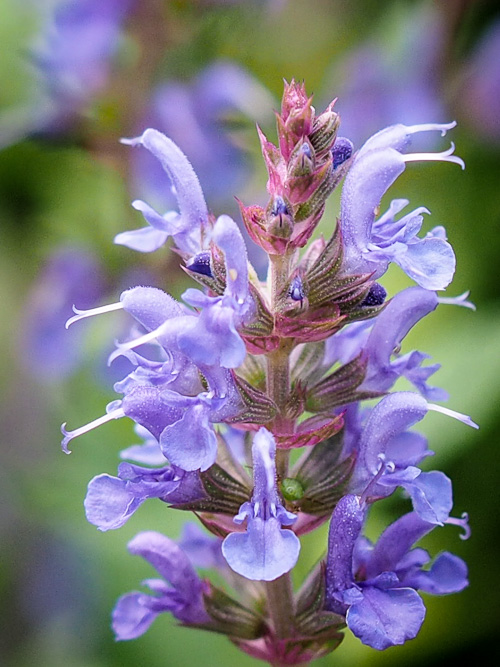 Mysterious blue flower.