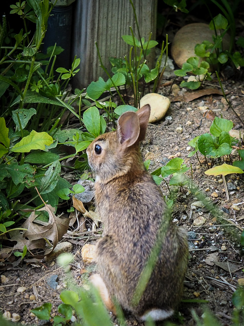 one of many bunnies