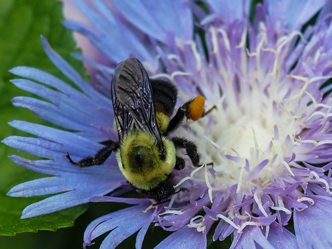saturday bumble bee