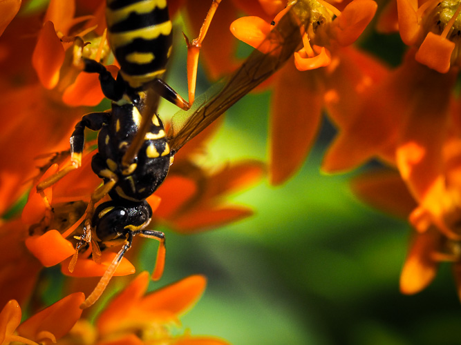 a wasp for sunday