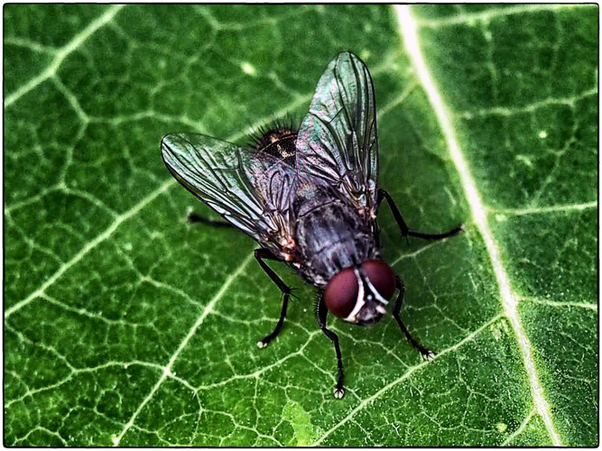 the common house fly