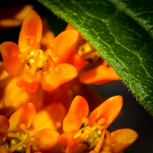 my butterfly weed has yet to attract a butterfly.
