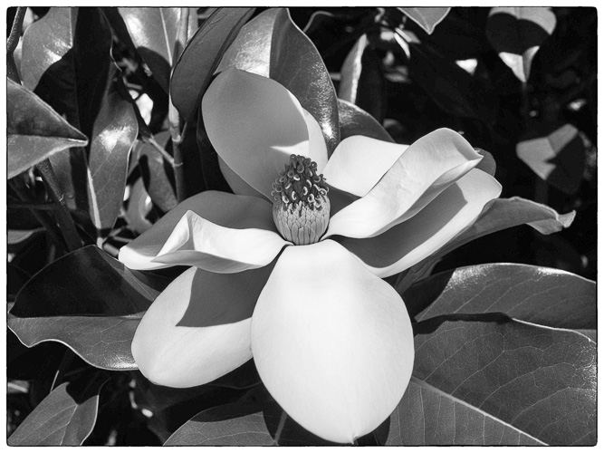magnolia