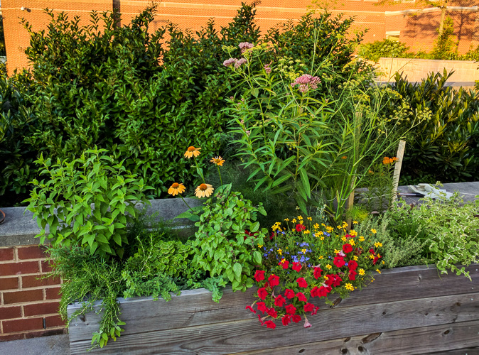 garden box week 9