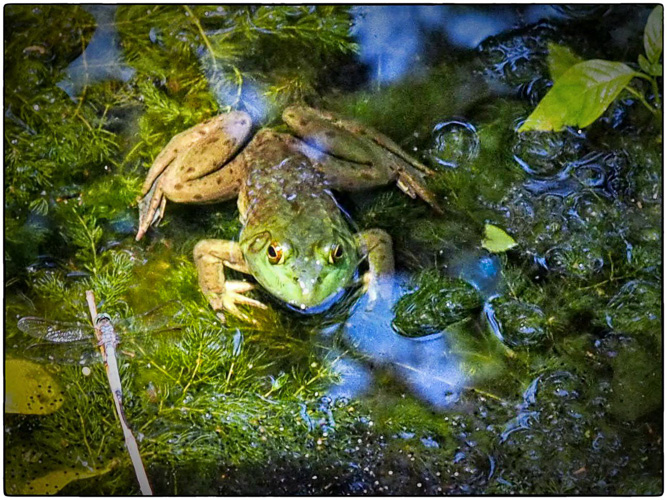 cool frog and dragonfly