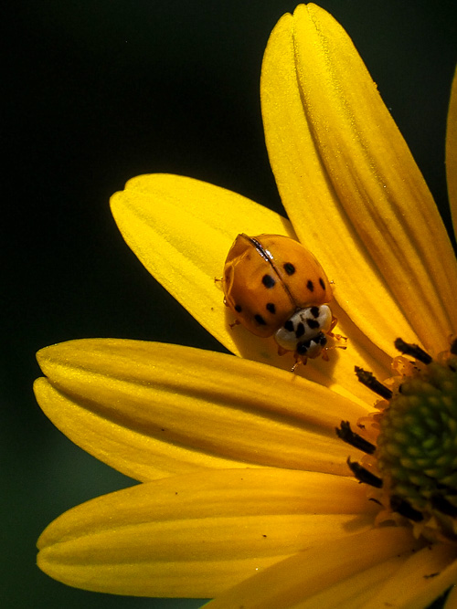 ladybug and daisy
