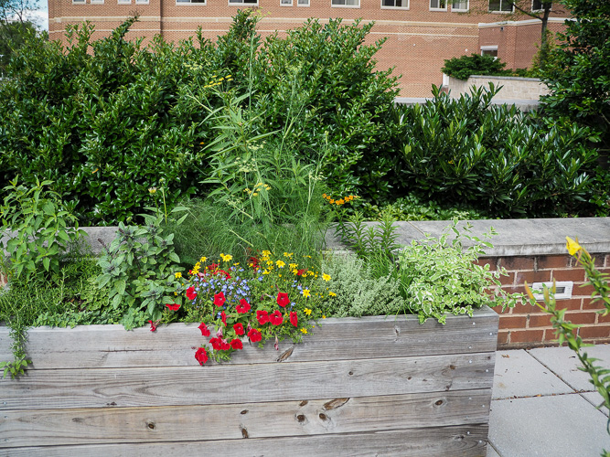 garden box - week 7