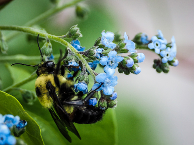something blue