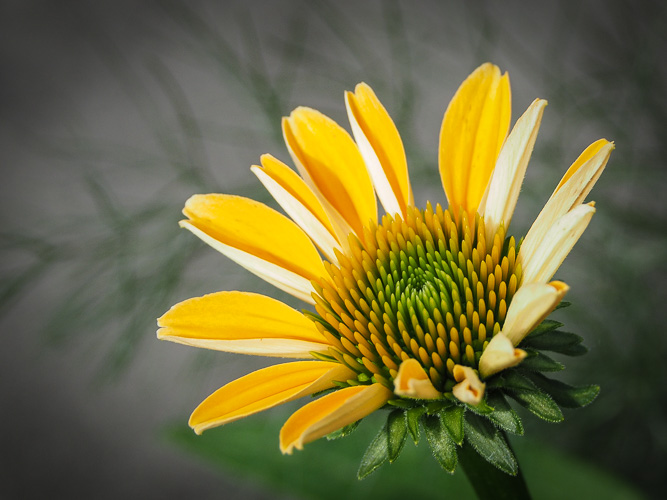 "my" echinacea plant blooms