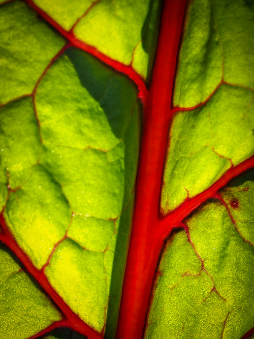 beets me!