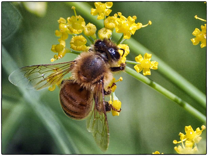 wild honey bee visits my 11 sqft garden