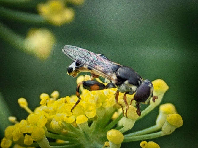 tiny little critter on my fennel plant - a hoverfly -Syritta pipiens maybe?