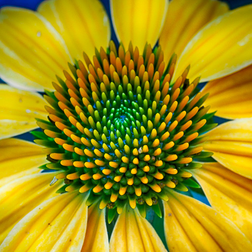 my Echinacea