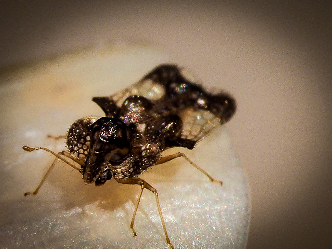 really small bug on my finger