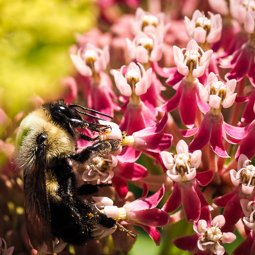 carpenter bee on my very own milkweed plant.