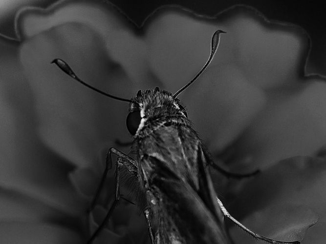 skipper butterfly