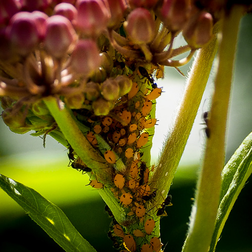 My milkweed plant infested with milkweed bug larva, ants and the stray aphid.